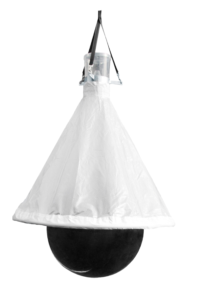 TaonX Dazen- /Wespenval Mini