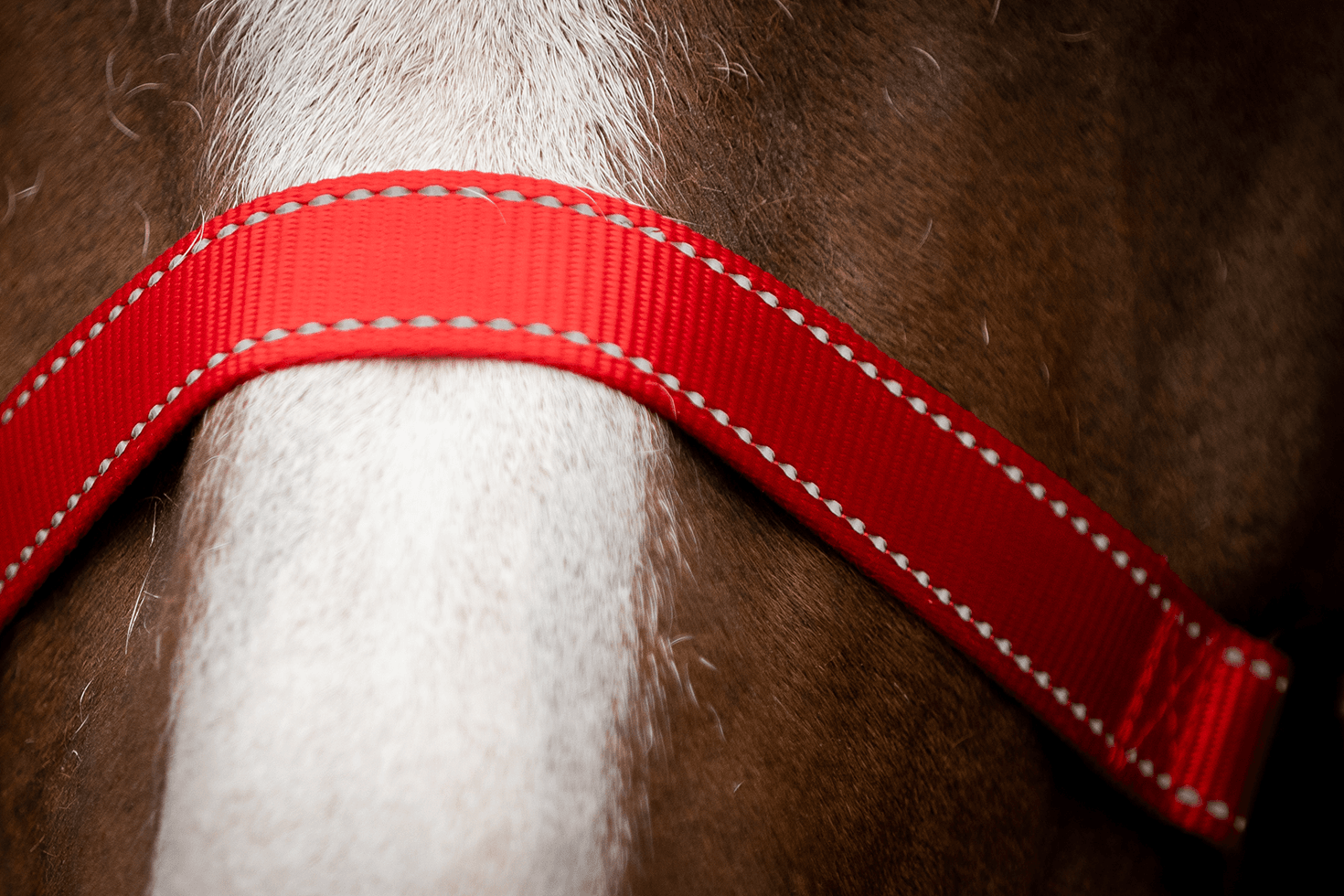 Excellent Premium Halster Rood XS