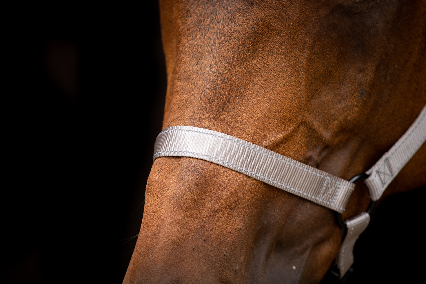 Excellent Premium Halster Grijs XS