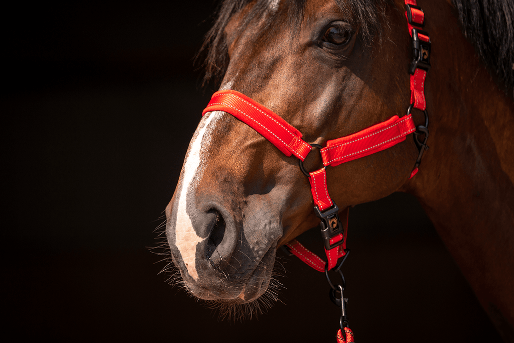 Excellent Superior Halster Rood XS