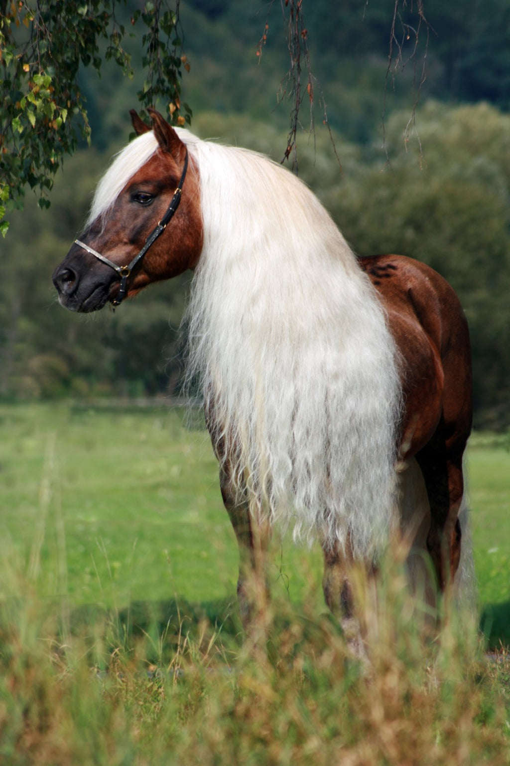 Excellent Horse Hi Gloss Spray 500 ml