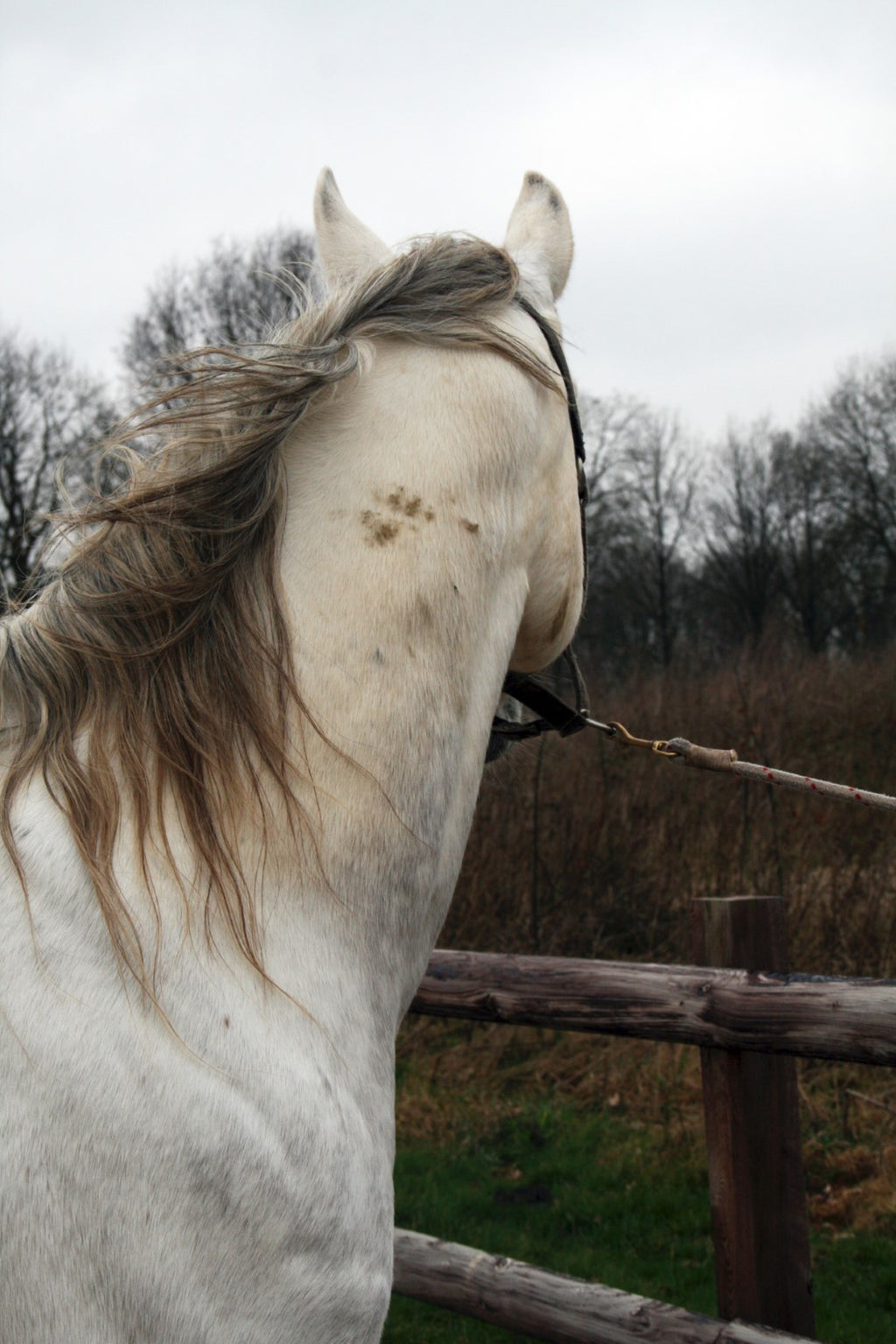 Excellent Horse Hi Gloss Clean Spray 500 ml