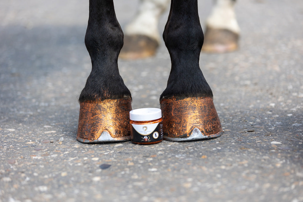 Excellent Horse Hi Gloss Glitter Hoof Polish Orange 150 ml