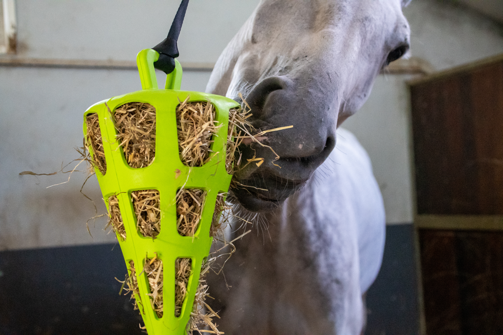 Hay Slow Feeder Fun & Flex Carrot Groen