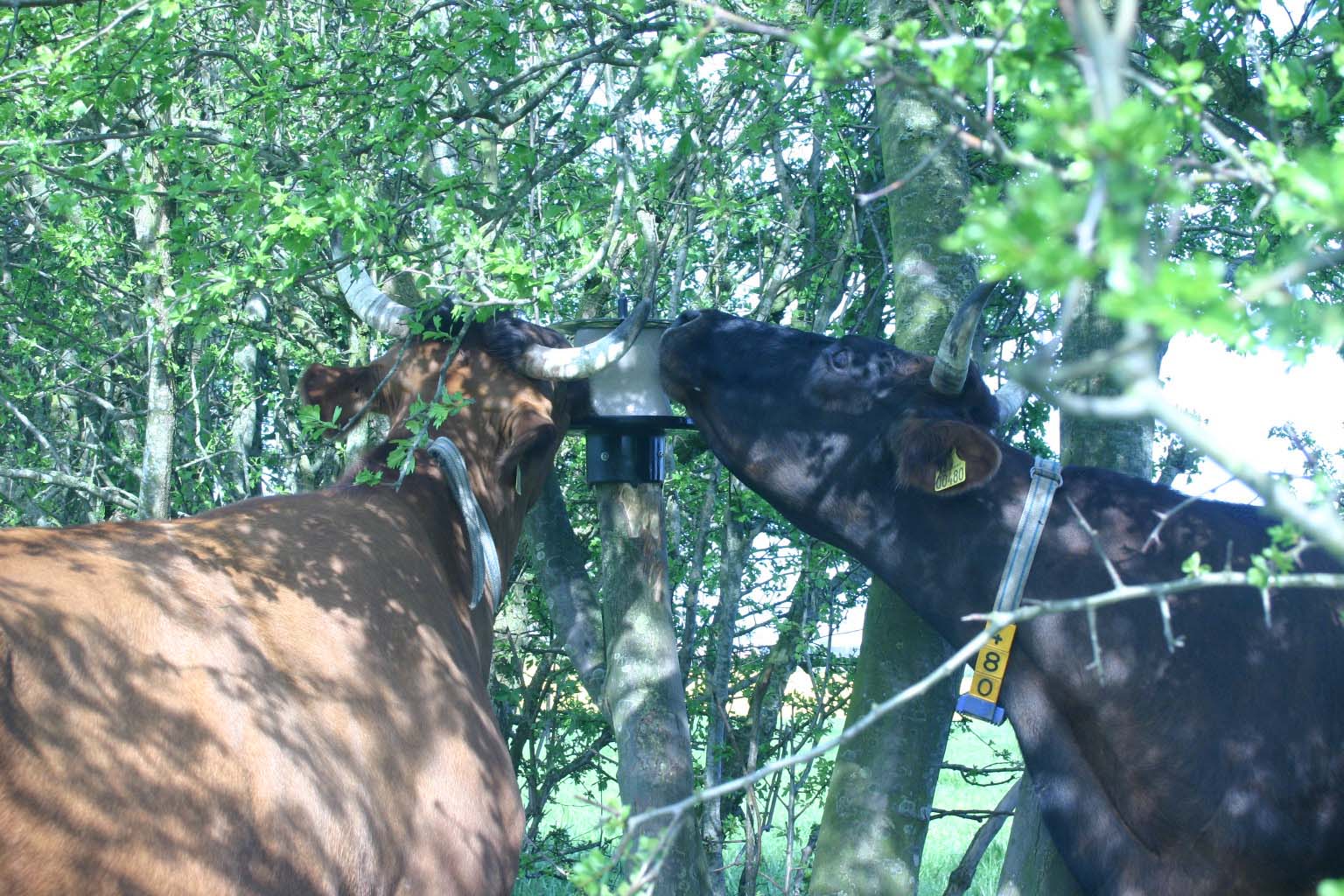 vPlast Liksteenhouder Paal