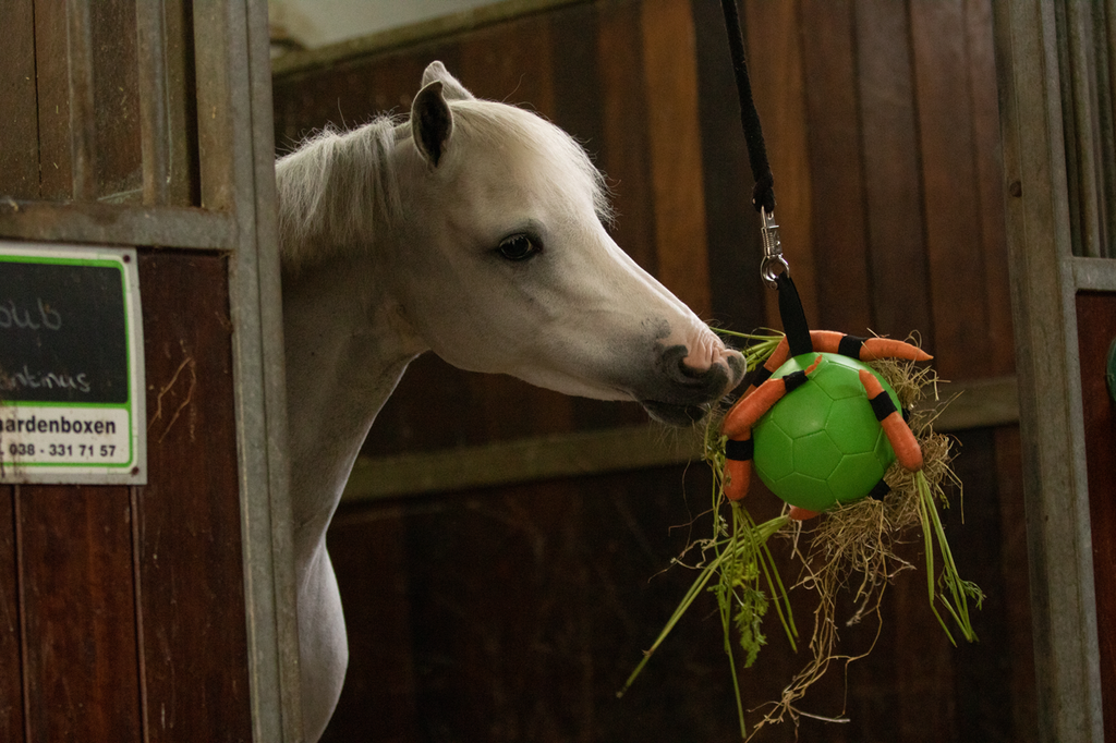 Excellent Horse Fun Play Ball Roze