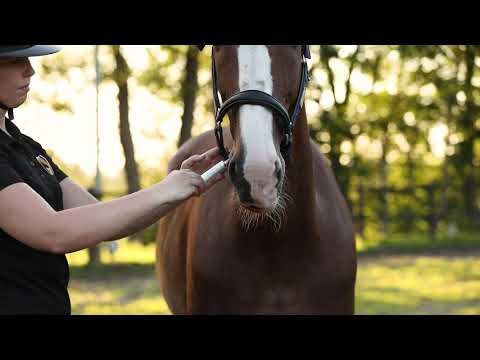 Excellent Horse Vitasporal 12 ml