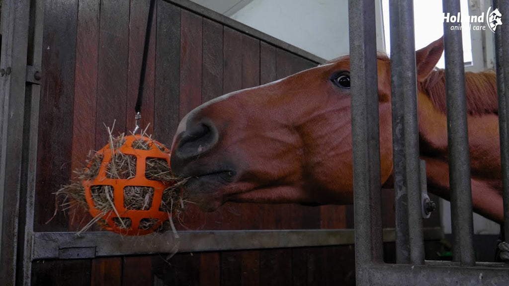 Hay Slow Feeder Fun & Flex Oranje