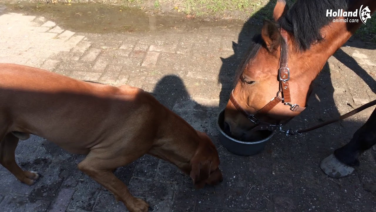 Excellent Horse Total Balance 1 l