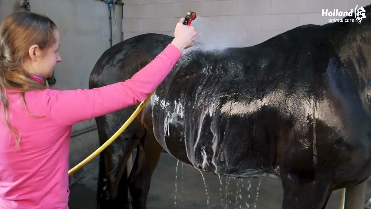 Excellent Horse Grooming Brush M Zwart