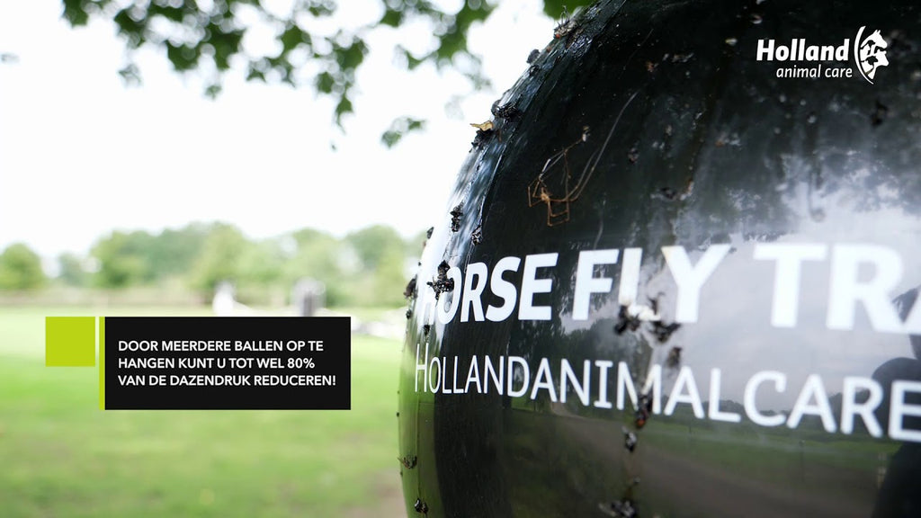 Loer Dazenval Compleet