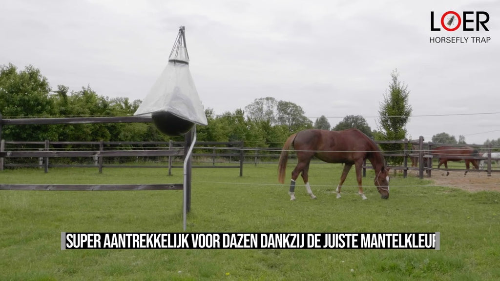 Loer Dazenval Compleet